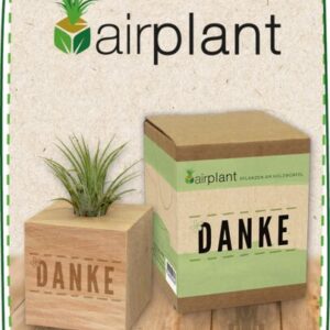 Airplant Produkt Kategorie a589a91d