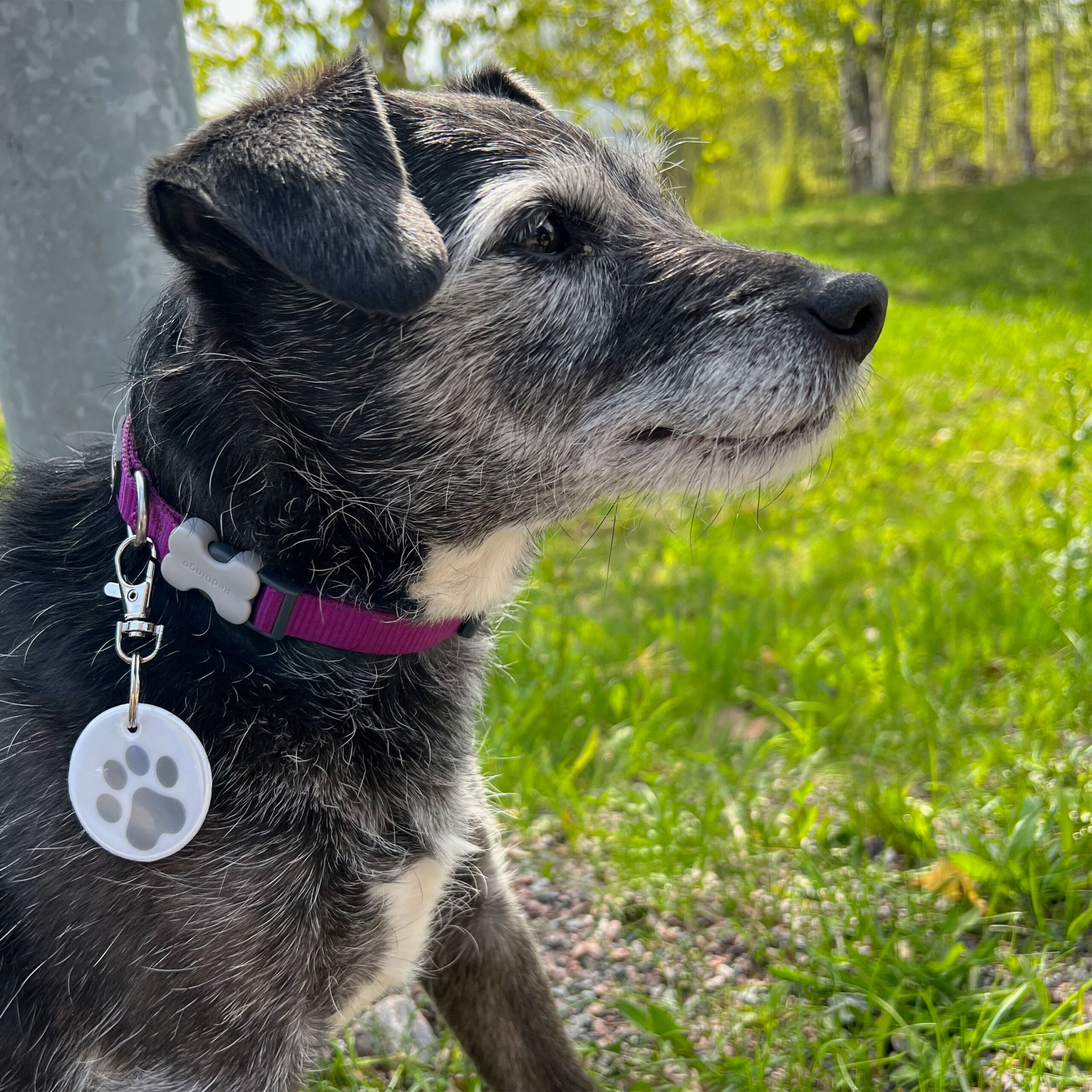 Safety reflector dog collar scaled 1